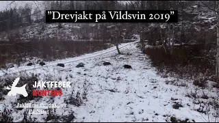 "Jaktfeber" (Drevjakt På Vildsvin 2019)