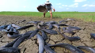 Awesome Best fishing! catch a lots of catfish in dry water time at field catch by hand a fisherman