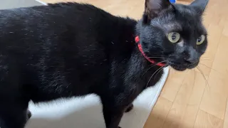 【黒猫】帰りの遅い飼い主にゴロゴロとスリスリが止まらない猫