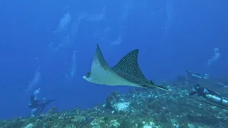 Spotted Eagle Rays in northwest Cozumel