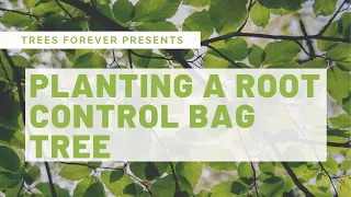 Planting a Root Control Bag Tree