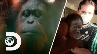 Clingy Orangutan Struggles To Say Goodbye To Forest School | Meet The Orangutans