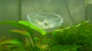 Медузы в аквариуме 1