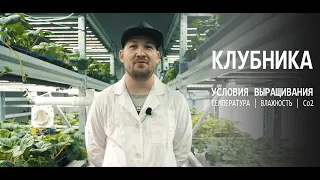 КЛУБНИКА | микроклимат | температура, влажность, CO2