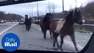 Horses gallop past cars on M60 motorway - Daily Mail