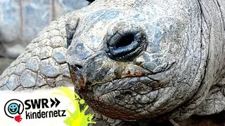 Riesenschildkröten in OLI's Wilde Welt | SWR Kindernetz