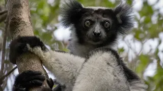 Giant Lemur Indri | The Mystical Singer of Madagascar's Rainforest