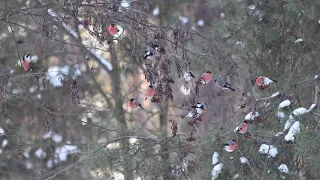 Bullfinches in the winter forest