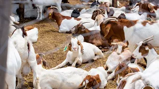 Zero grazing for goats and sheep on a feedlot farm