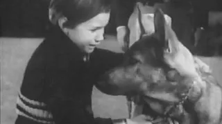 1941 SIGN OF THE WOLF - Trailer - Michael Whalen, Grace Bradley