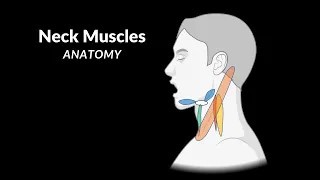 Muscles of the Neck (Groups, Origin, Insertion, Function)