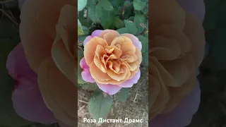 Роза Дистант Драмс/ rose Distant drums #розарий #розы #садоводство #цветы #roses #сад #растения