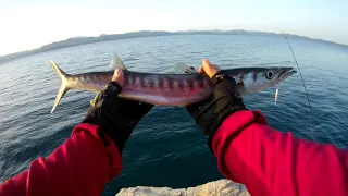 kıyıdan baraküda avı-barracuda fishing from the shore