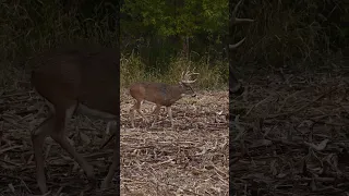 CRAZY BUCK FIGHT!! | Whitetail Rut Action!! #shorts