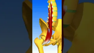 ILIOPSOAS MUSCLE #muscle #anatomy #humanbody