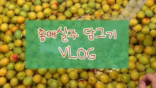 홍매실주 담그기 / 홍매실청 VLOG