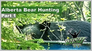 Alberta black bear bow hunting trilogy part 1