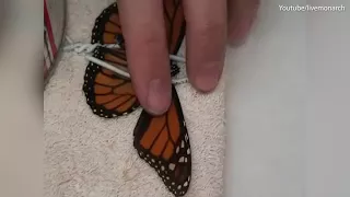 Tutorial video on how to fix a broken butterfly's wing