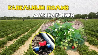 Капельный полив для КЛУБНИКИ. Ферма клубники в СПб