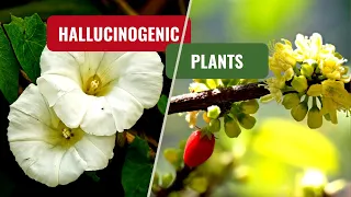 Natural psychedelic plants | Hallucinogenic plants | psychedelics