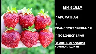 ВИКОДА сорт клубники позднеспелого срока созревания