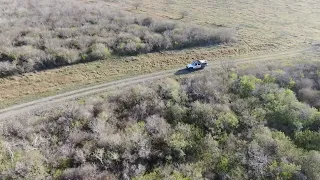 Bobcat Hunting with Hounds