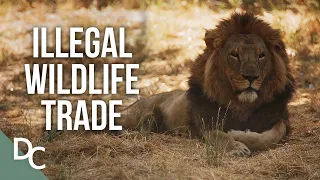 The Effects Of Illegal Trade & Deforestation On Our Planet | Why On Earth | Documentary Central