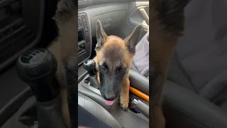 Baby BELGIAN MALINOIS first drive 🖤 #belgianmalinois #dog #dogs