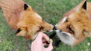 Чем накормить лисичку 🍗 How to feed foxes