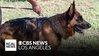 Donation of K-9s to LAPD denied by LA City Council over training company's name