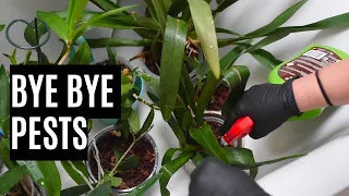 Pest control for orchids: My approach, product, and technique
