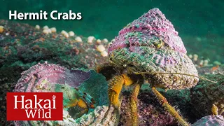 Hakai Wild: Hermit Crab