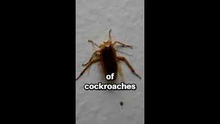 How to beat your fear of cockroaches #shorts