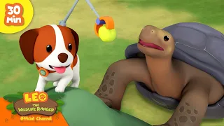 🦥 Super-Slow Animals! 🐌 Sloths, Snails & more! 🎐 | Leo the Wildlife Ranger | Kids Cartoons