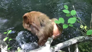 Чау-чау Персей плавает в водопаде