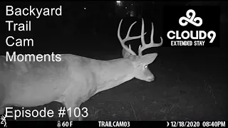 A look at what moved in front of our backyard trail cams...see for yourself