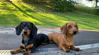 cutest and funniest dachshund playful videos 2020 compilation | Try not to laugh Funny pet videos