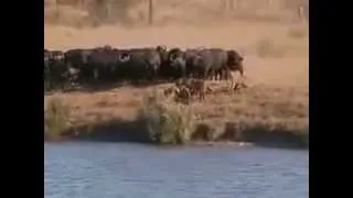 Lions vs Buffalo vs. Crocodile_ battle at Kruger (SoOoOo Amazzzing"