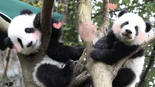 Immersive Interaction With Twin Panda Babies Meng Bao & Meng Yu (2018.11.25 Live Replay) | iPanda