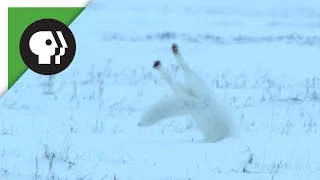 Arctic Fox Fails