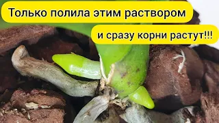 После такого ☝ полива КОРНИ ОРХИДЕИ РАСТУТ и растут // Быстро НАРАСТИТЬ КОРНИ орхидеи