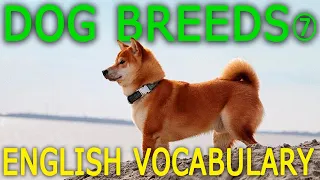 13 Dog Breeds in English #7 (P to S) | Types of Dogs | Animals English Vocabulary For Beginners