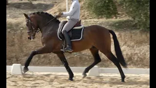 LABORIOSO  2018 , PRE - Andalusian stallion , February 2024 video