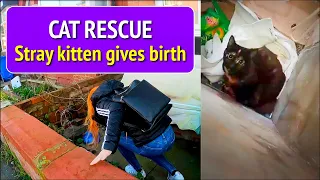 Cat Rescue - Stray kitten gives birth.