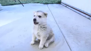 Husky Puppy's 1st Howl