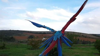 Acrobatic Greenwing macaw free flying.