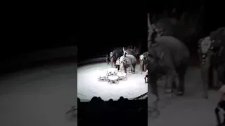 Цирк слонов