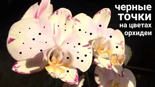 Что за ТОЧКИ на ЦВЕТАХ ОРХИДЕИ и почему после опрыскивания водой орхидея отсушивает цветы?