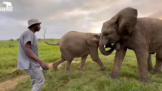 Baby Elephant Khanyisa Tackles Timisa as Jealousy Strikes!