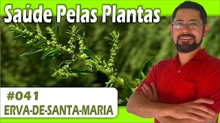 Saúde Pelas Plantas - Erva de Santa Maria [vermífuga, cicatrizante, analgésica, repelente]